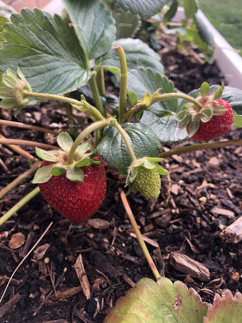 Garden strawberries 