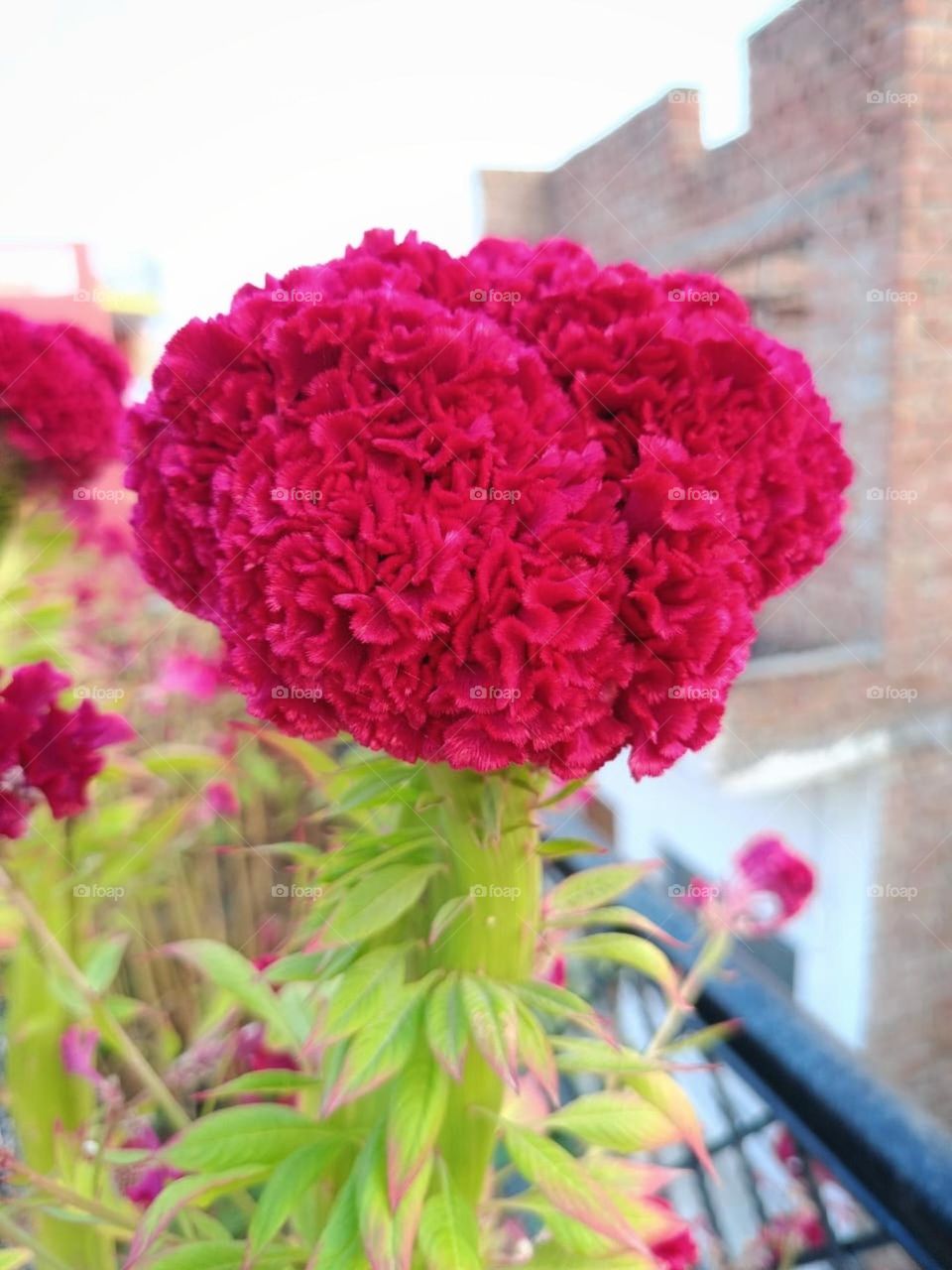 The red flowers you sent me are so pretty! They look like they're blooming so nicely on the plant. It's always nice to see nature's beauty like that.