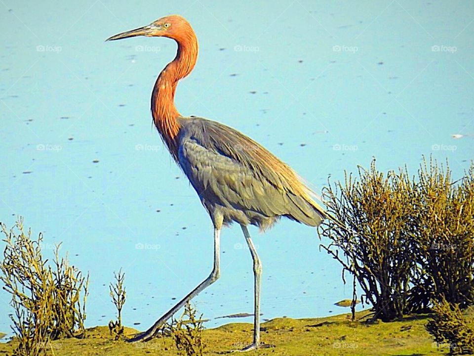 Reddish Egret