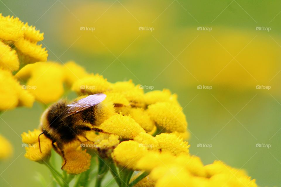 Bumblebee on yellow flowers