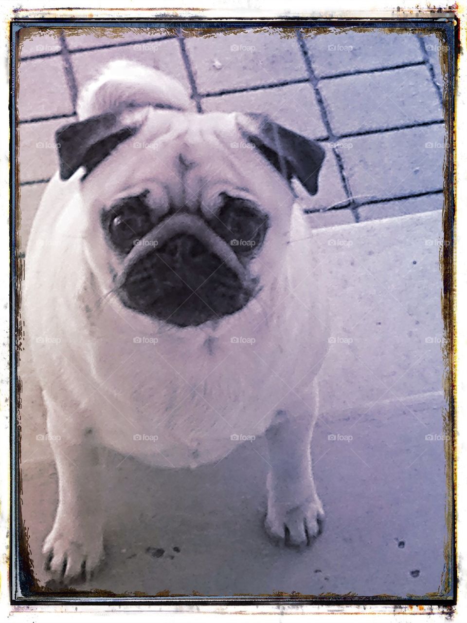 Penny Pug  lookin' fierce