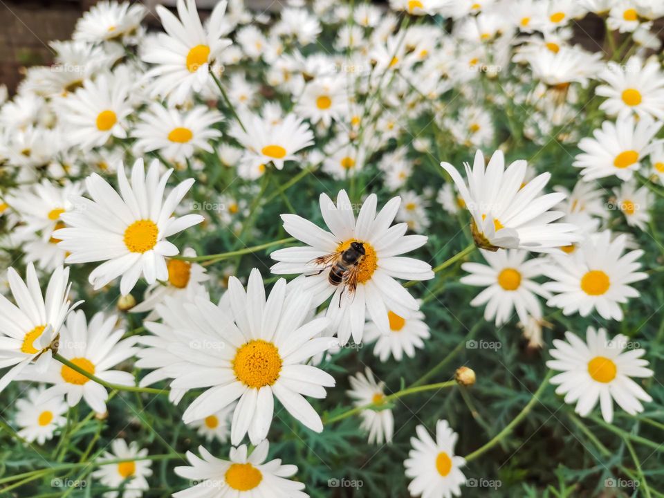 Honeybee getting busy with the arrival of spring season