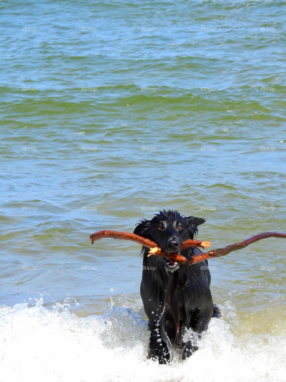 Dog playing with wooden stick in sea