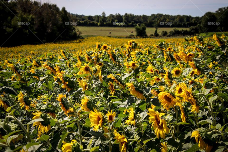 Sunflower field