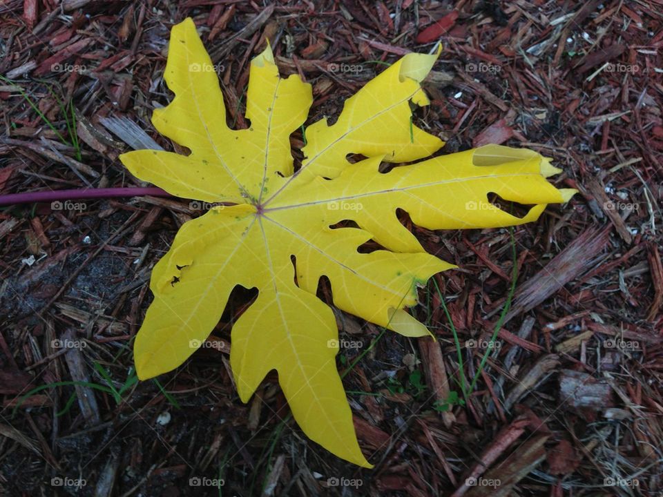 Yellow leaf