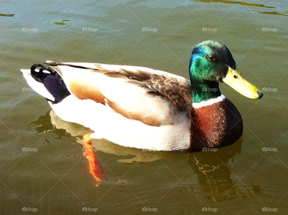 colorful duck quack mallard by kersti