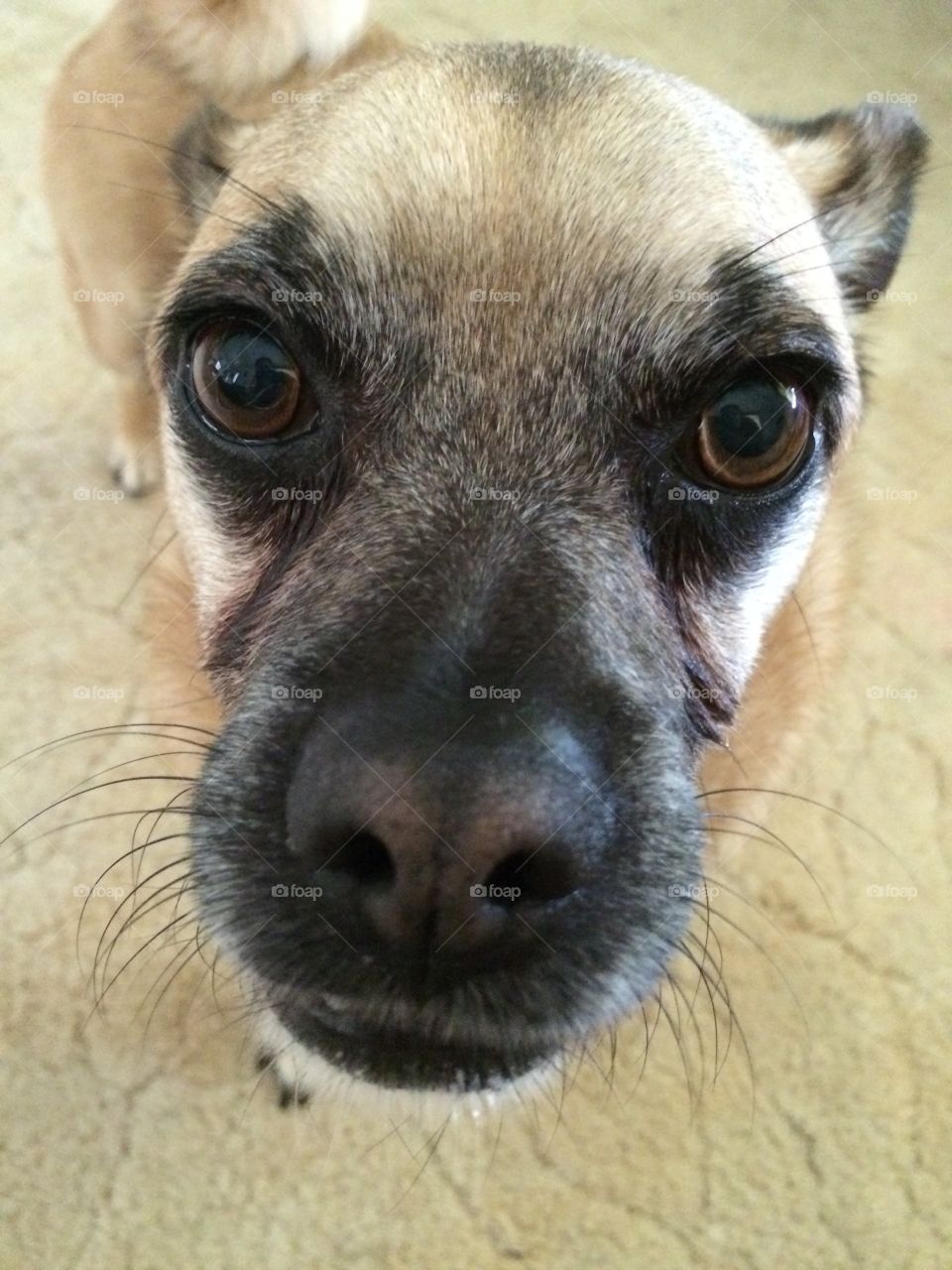 Dog chronicles. When your dog wants your steak.