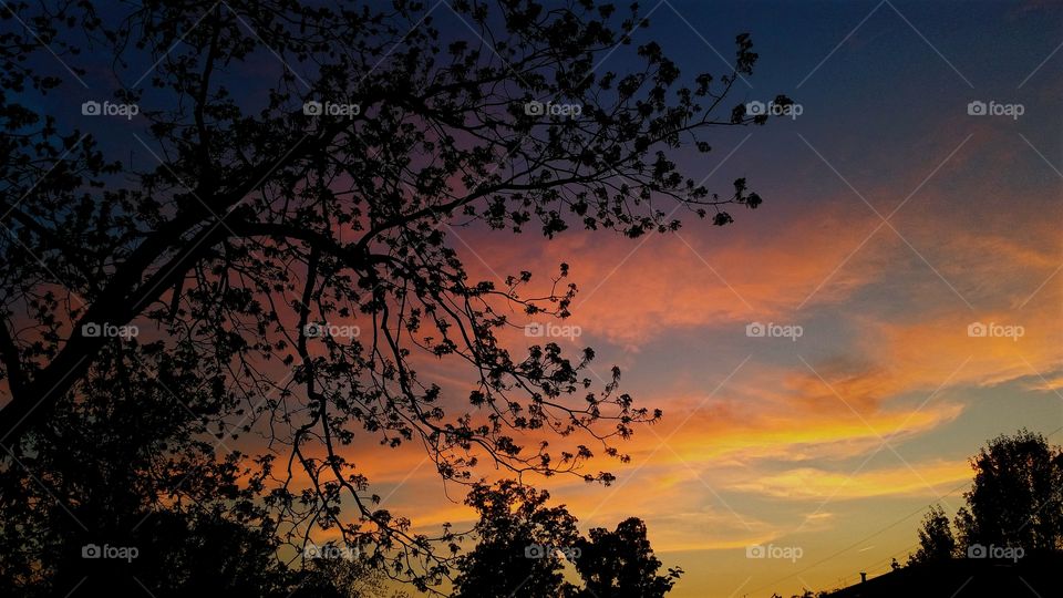 sunset behind pecan tree