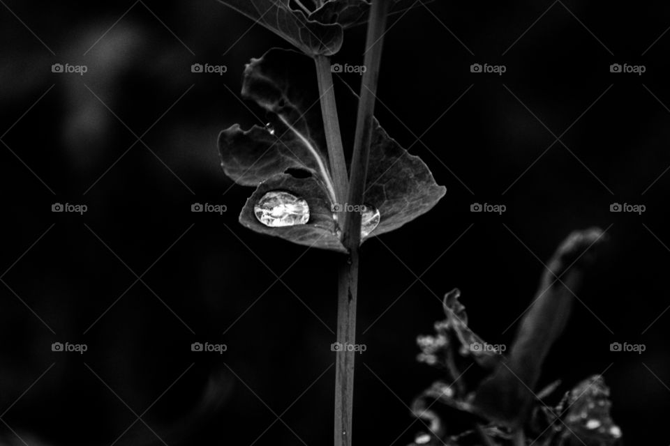 water droplet on leaf