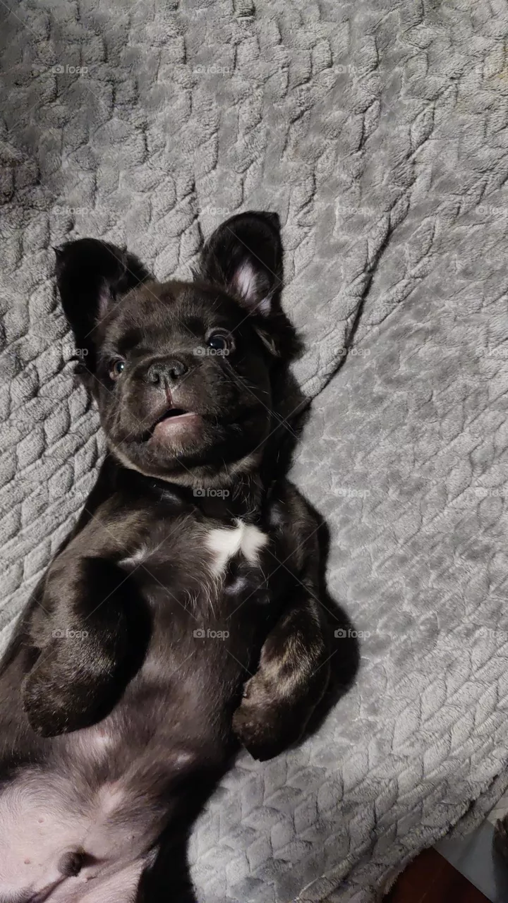 puppy, dog, Frenchie, French bulldog, fluffy Frenchie, french bulldog puppy, perro, fluffy french bulldog puppy, fluffy Frenchie puppy, french bulldogs, baby, soft, big ears, bat ears, fluffy, cute. adorable, stud services available, fluffy Frenchie