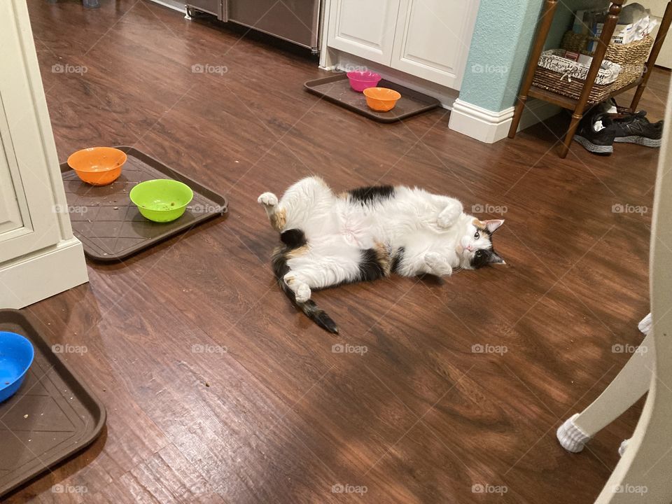 Will do tricks for snacks 