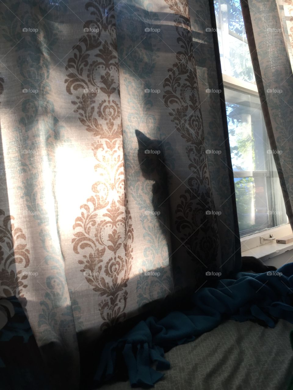 Cat in window 
