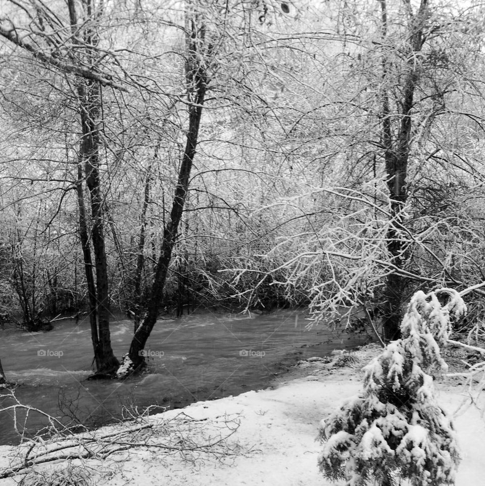 Stream in forest during winter