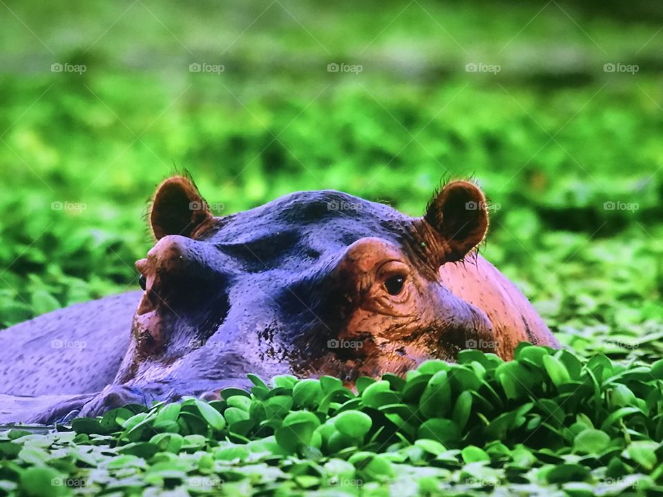 Pregnant hippopotamus 