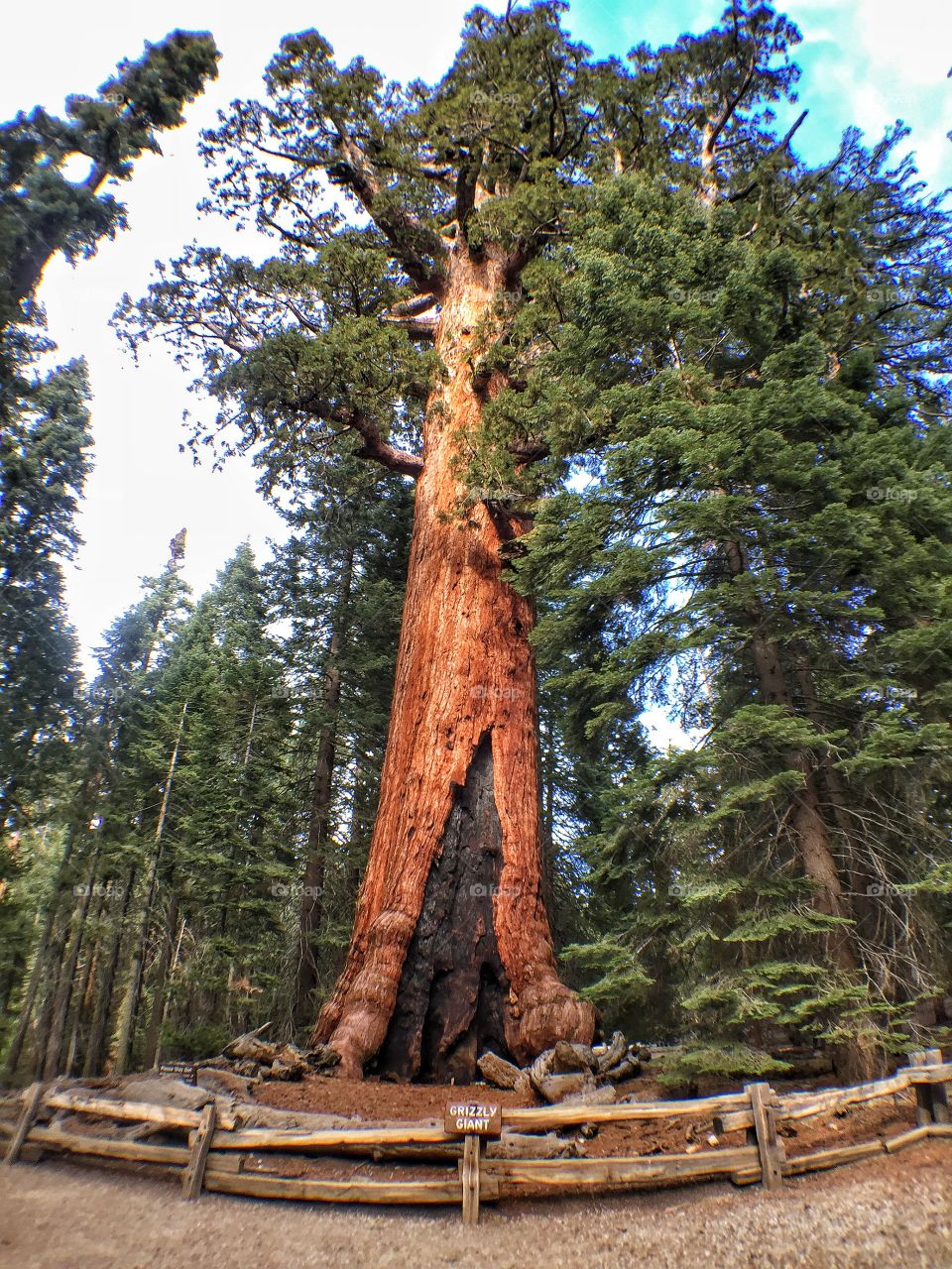 General Sherman tree Yosemite 