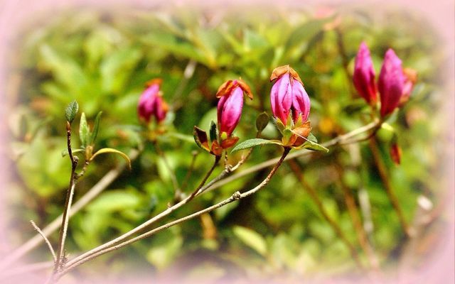 Azaleas