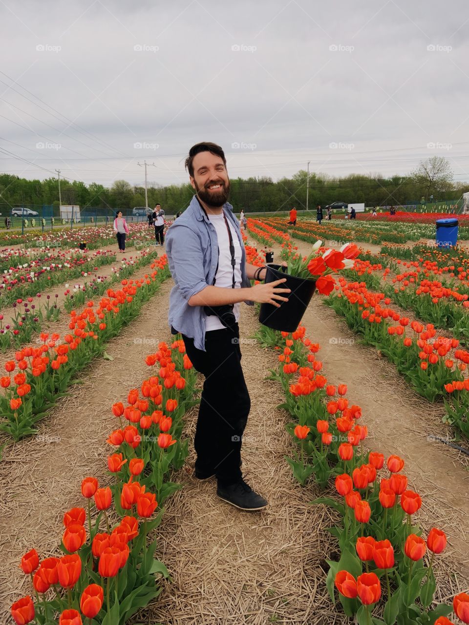 Man who picks some tulips
