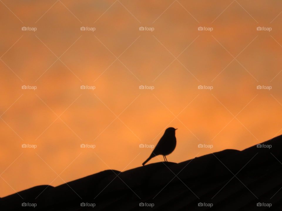 Sparrow's silhouette before sunset