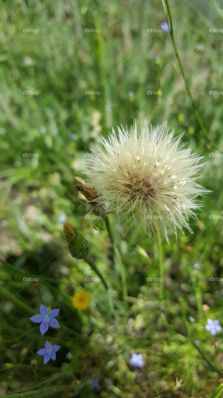 dandelion