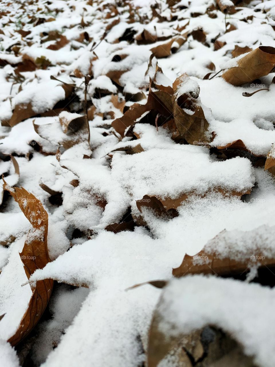 magic quiet peaceful snow