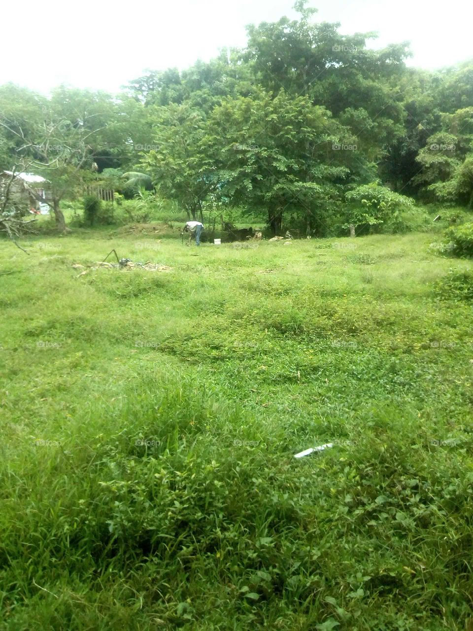 the sun is shining and the green but if you look closely on this beautiful picture you will see some .