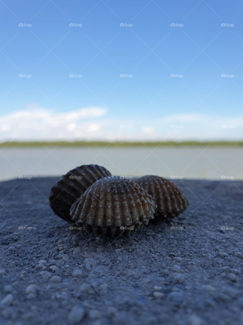 sea shell on the stone