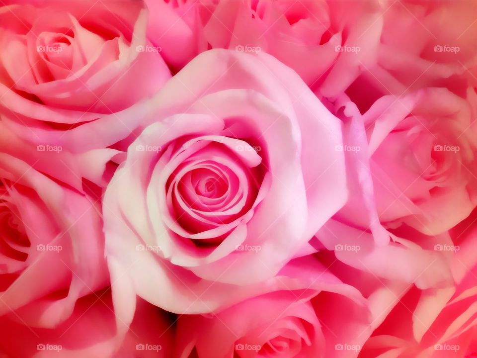 Pink roses 