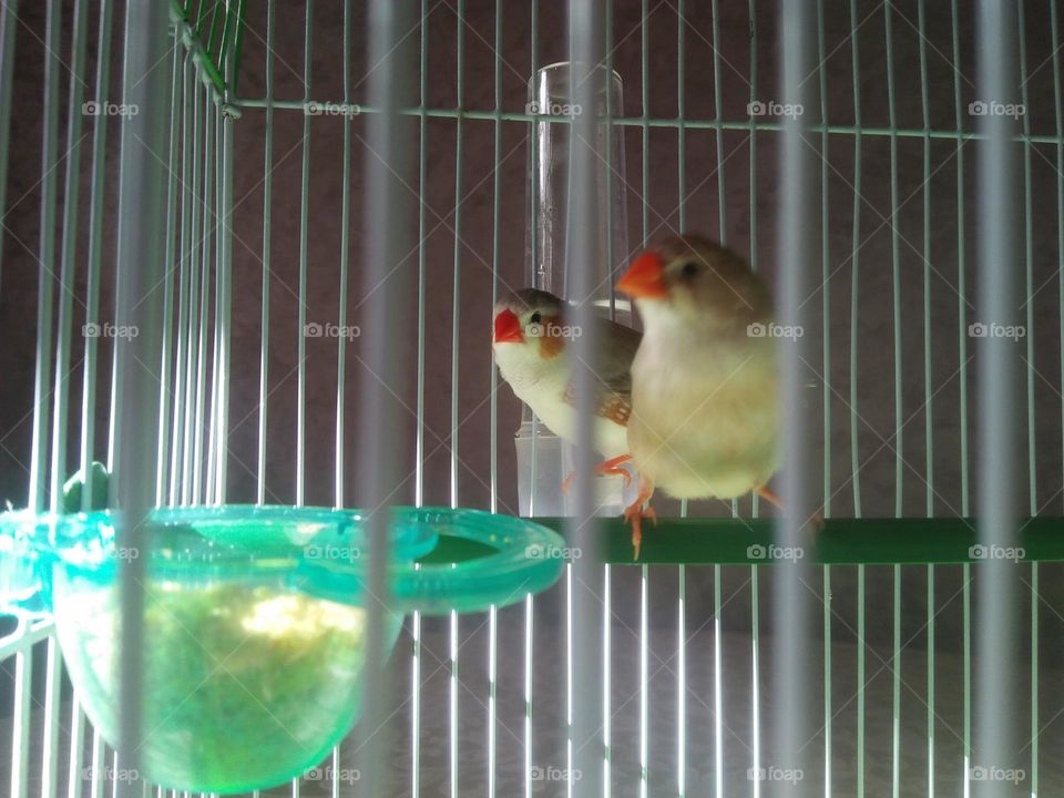  Colored birds inside the cage