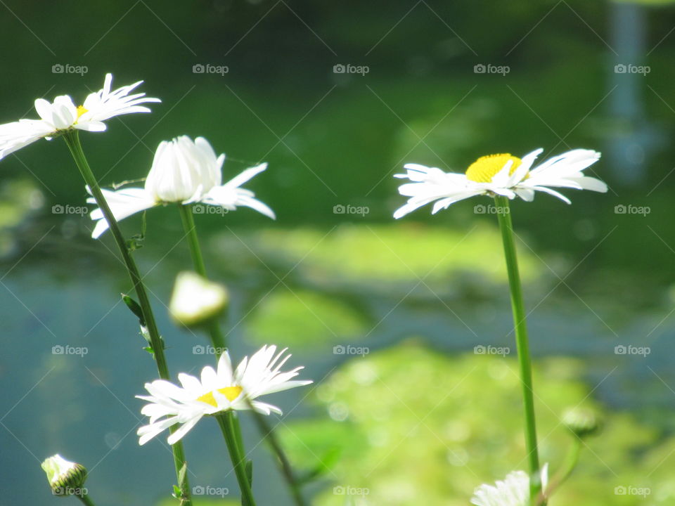 Daisies reaching towards the sunshine☀️