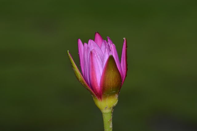 Close up photography of a lotus flower 