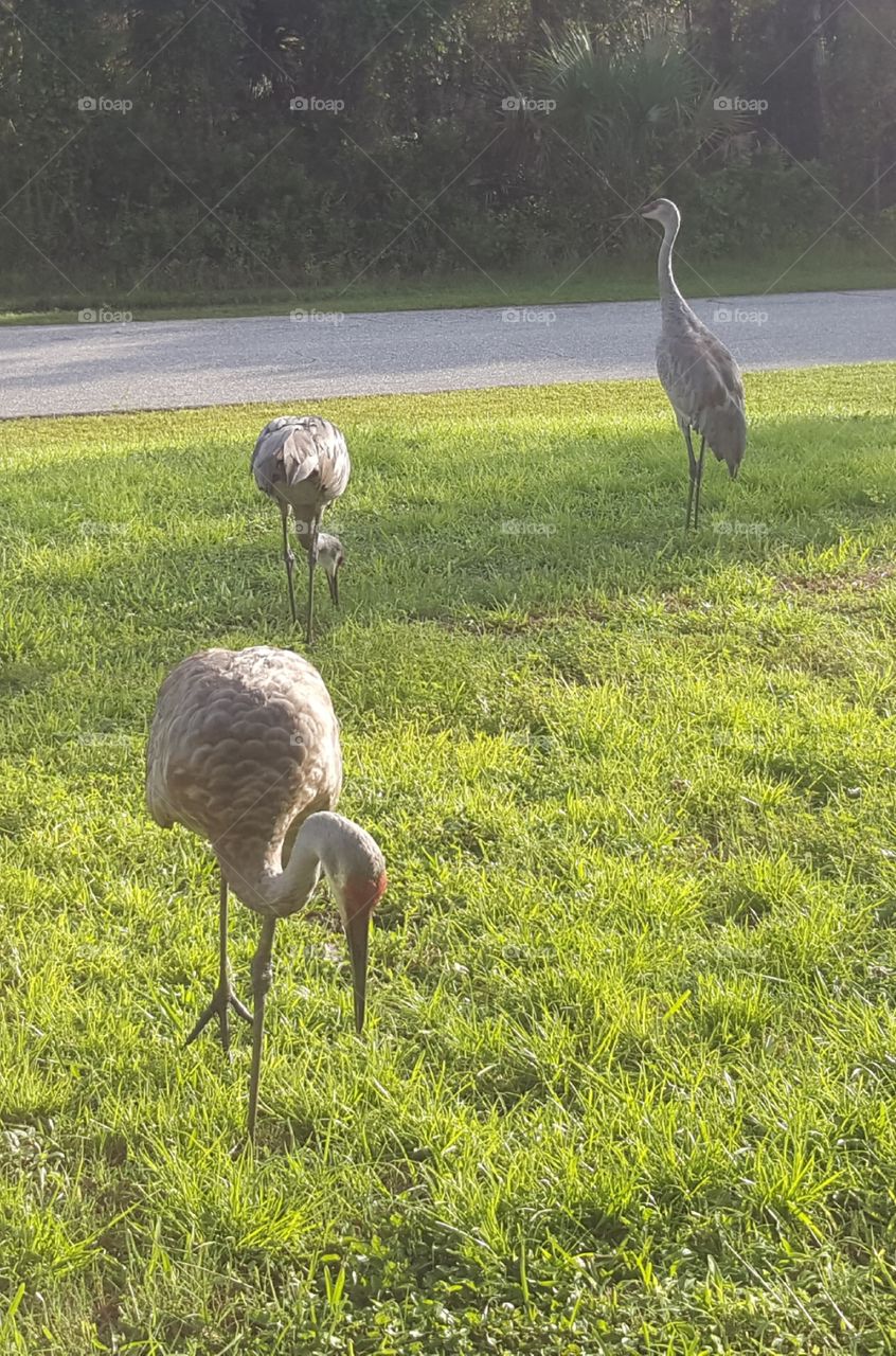 A family of sandhill cranes peck at the grount and eat together. The father, bold and social, comes very close to where I'm stood. The mother looks on in the back, and their chick has its beak in the grass to her left.