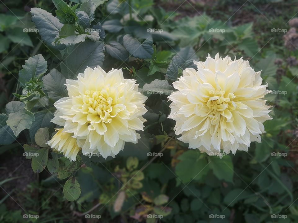Dahlia flowers in the magic moment