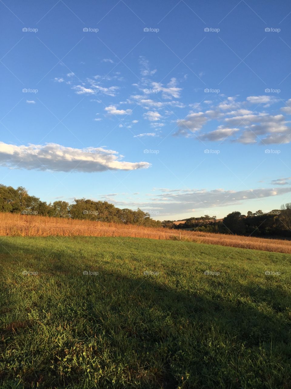 Mid-Harvest