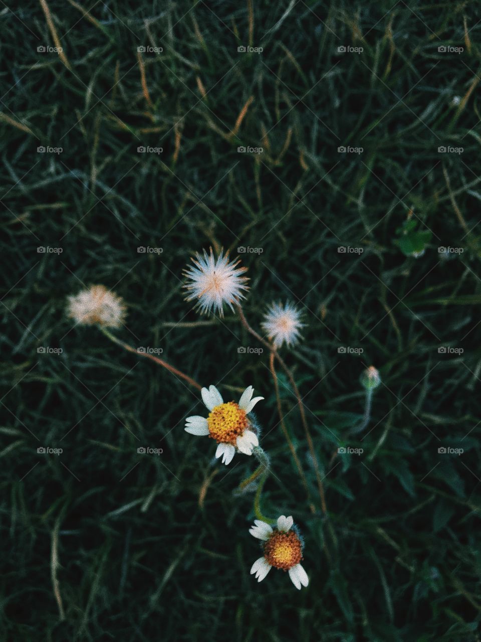 Little flowers