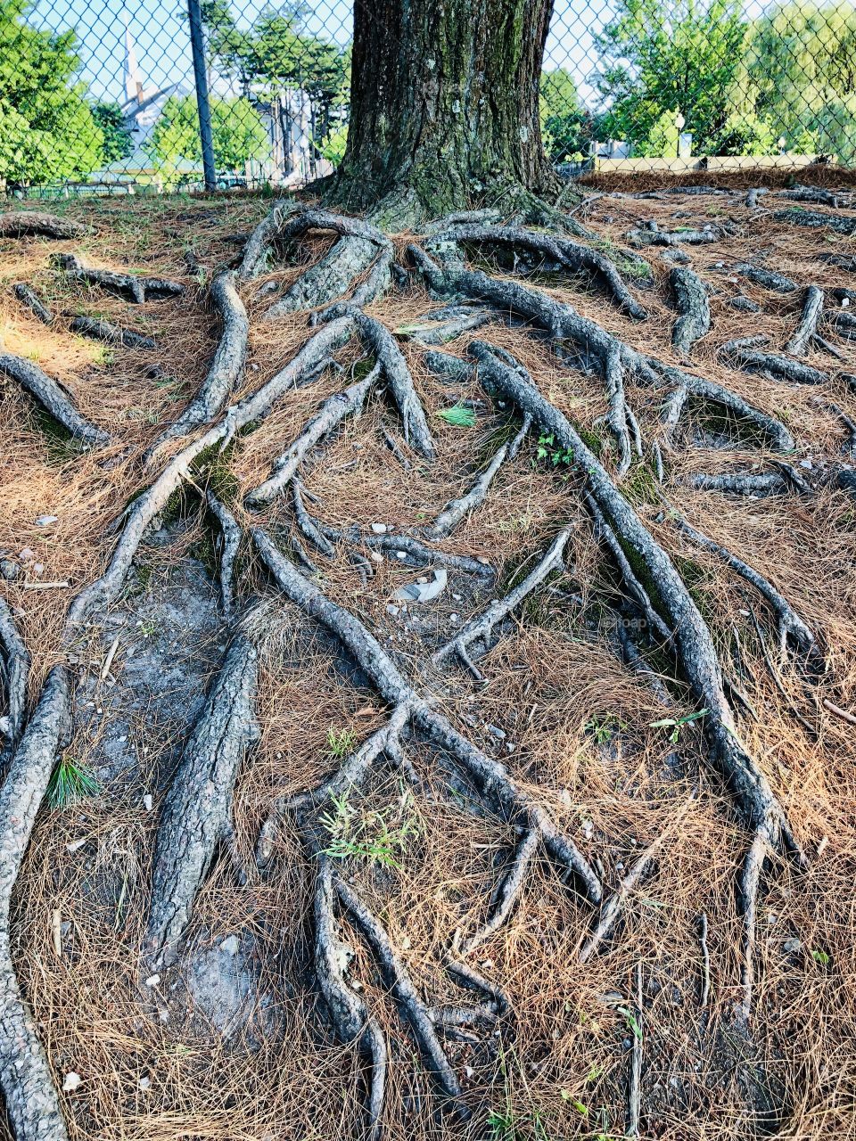 Tree roots