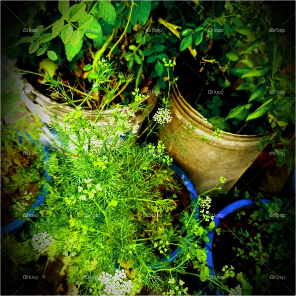 greenary