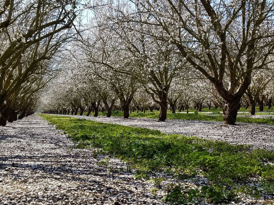 Bloom in the almond orchard