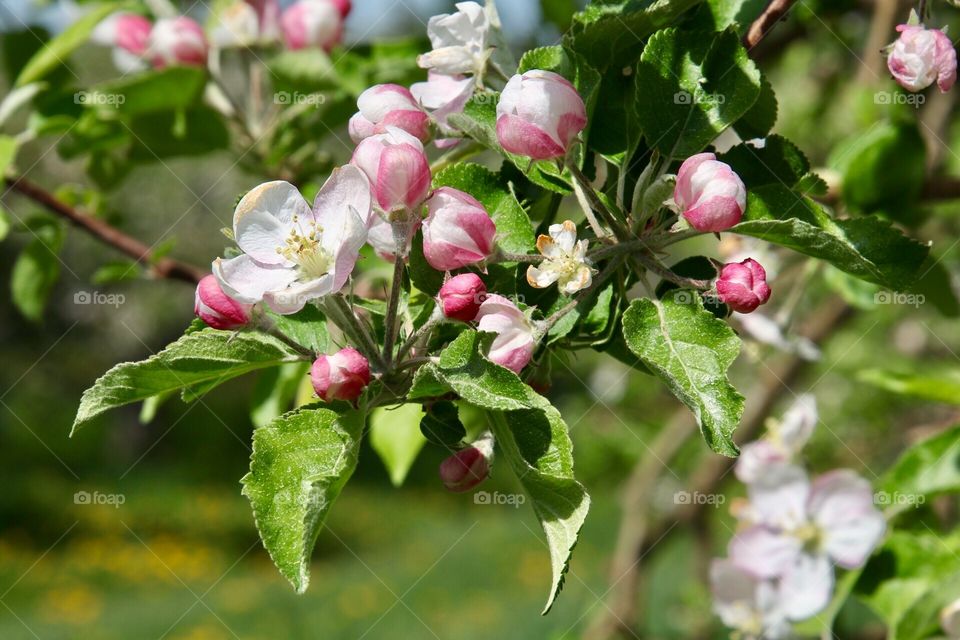 Blossom verge