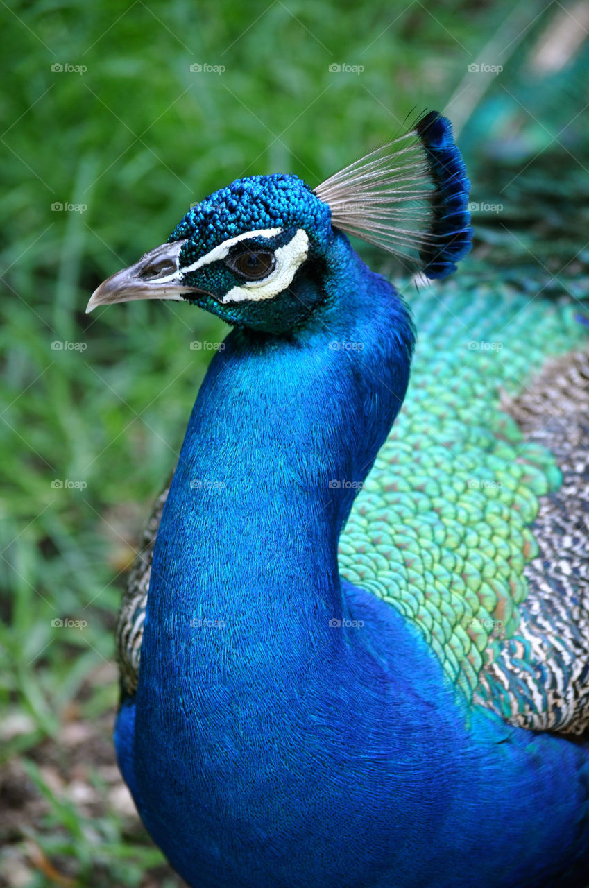 Peacock