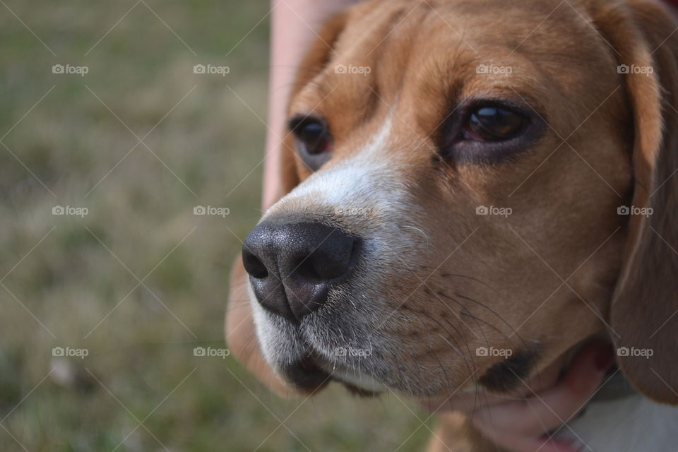 Beagle face