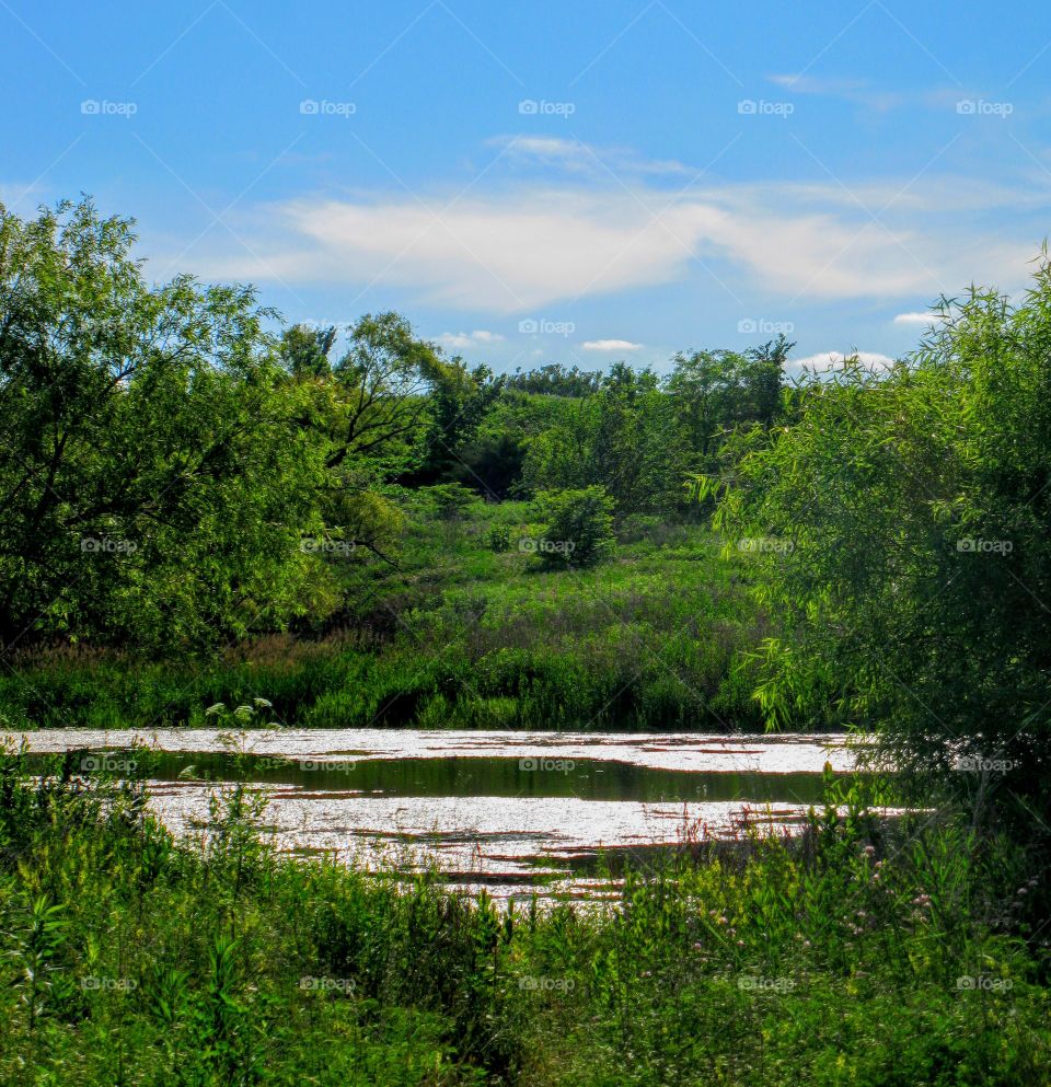 Bright Green Swamp "Fishing Paradise"