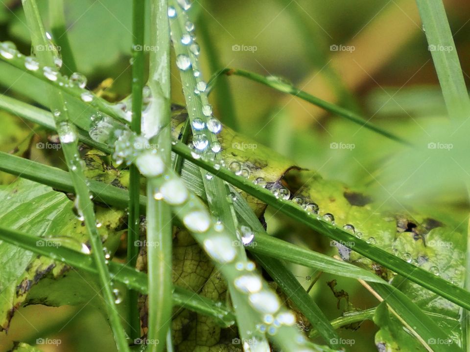 Grass in the rain