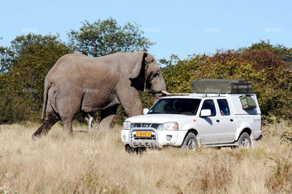 Safari elephant