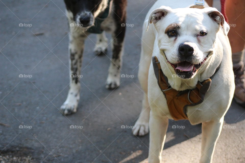 Friendly dogs greet the photographer