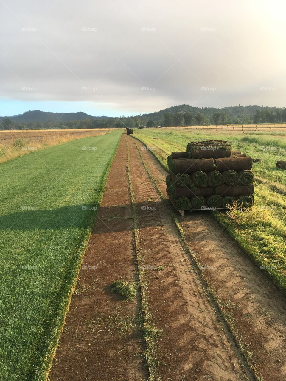 Rye grass seconds in Oregon 