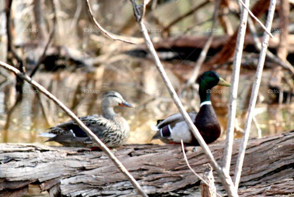 Duck pair