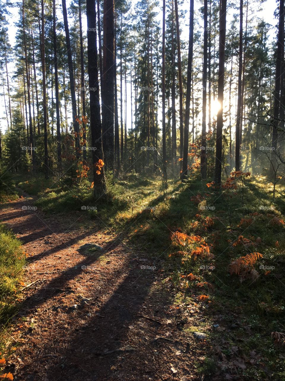 View of forest