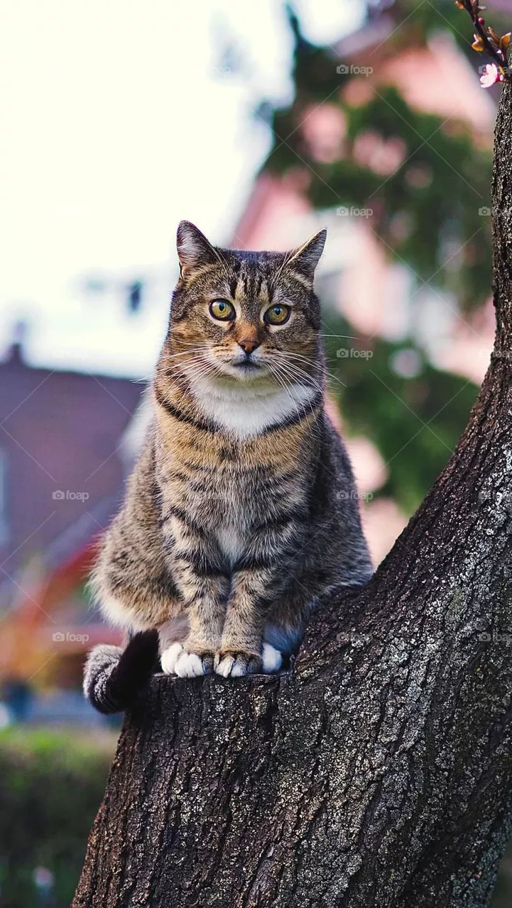 Cat look