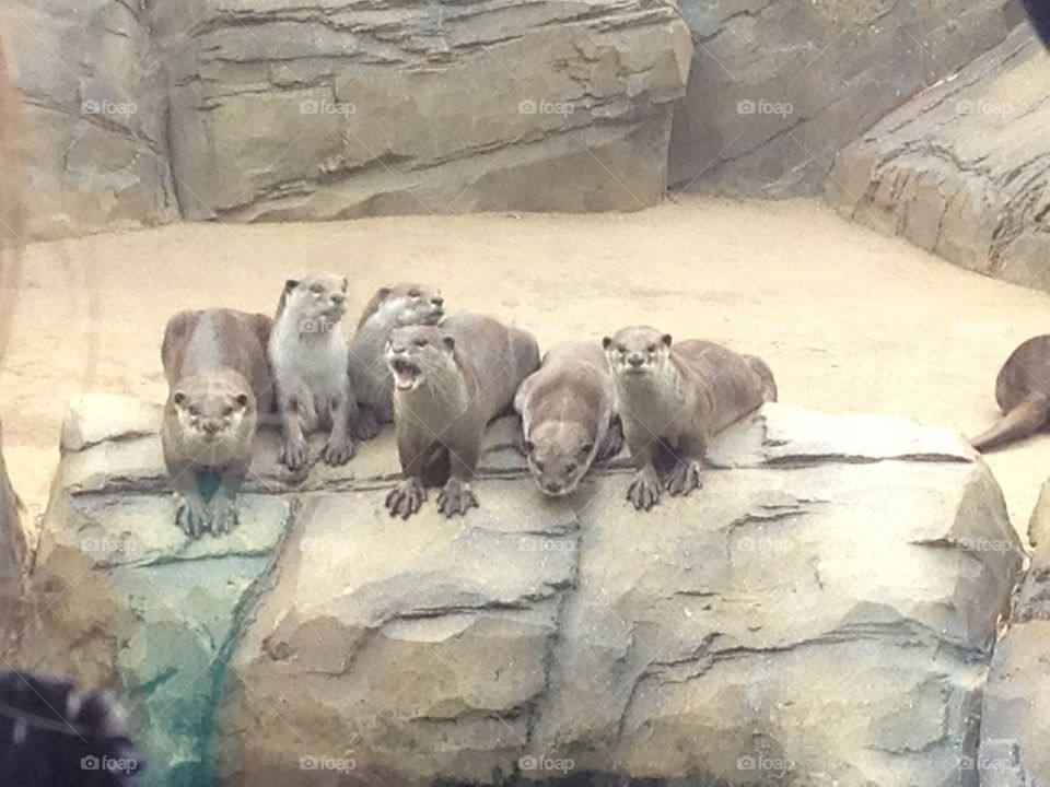 Otters waiting to be fed at the zoo