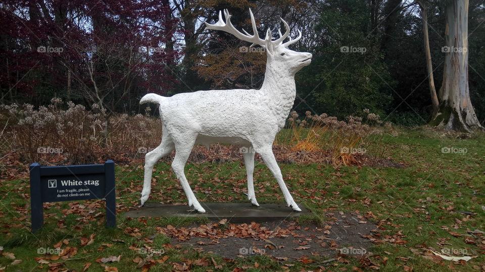 The famous White Stag in Mount Stewart,North Ireland